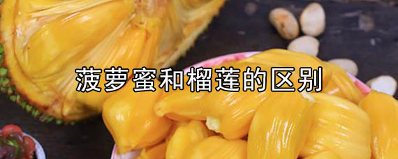 菠萝蜜和榴莲的区别