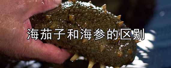 海茄子和海参的区别