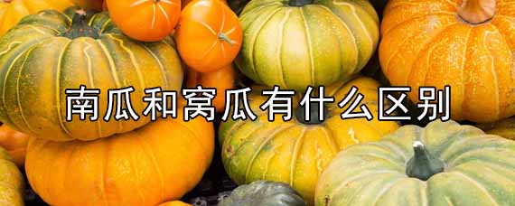 南瓜和窝瓜有什么区别