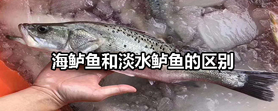 海鲈鱼和淡水鲈鱼的区别_觅糖网