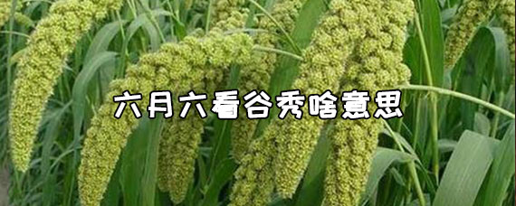 六月六看谷秀啥意思
