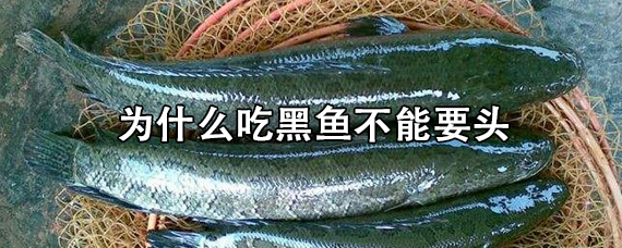 为什么吃黑鱼不能要头