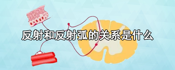 反射和反射弧的关系是什么