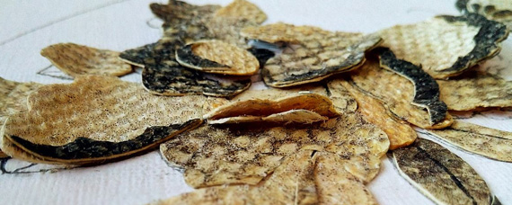 鲟鳇鱼卵绿豆般大小,被称为"黑珍珠",外观柔软圆润,新鲜饱满,吃到嘴里