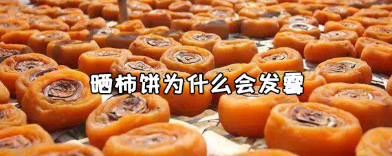 晒柿饼为什么会发霉
