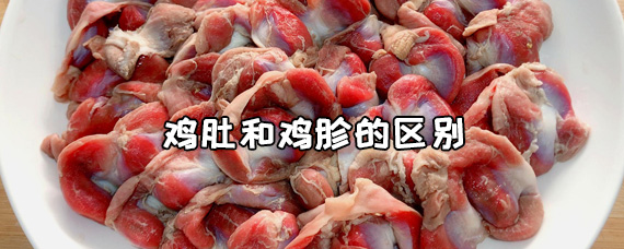 1,不是一个部位:鸡肚是鸡嗉子,在脖子上;鸡胗是胃,有很厚的肌肉(很有