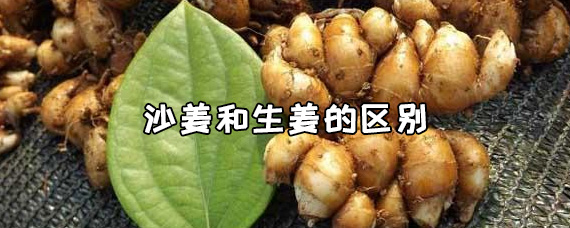 沙姜和生姜的区别