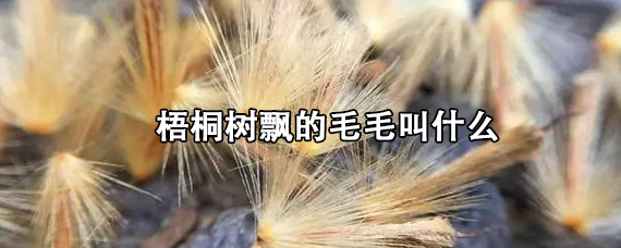 梧桐树飘的毛毛叫什么