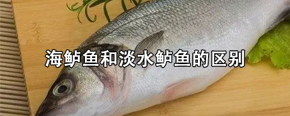 海鲈鱼和淡水鲈鱼的区别