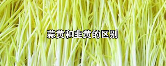 蒜黄和韭黄的区别