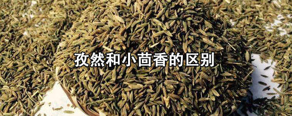 孜然与小茴香的区别图