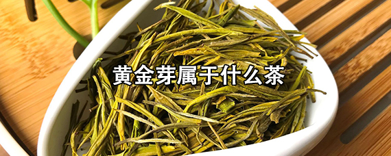 黄金芽茶叶的价格是多少?
