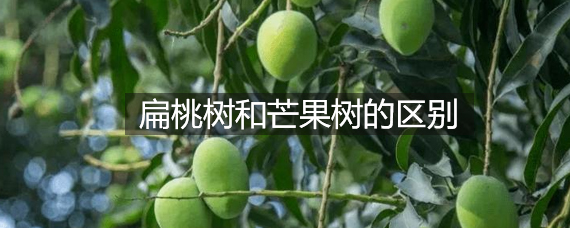 扁桃树和芒果树的区别