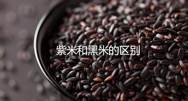 紫米和黑米的区别
