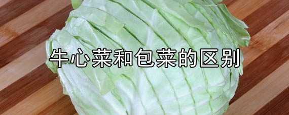 牛心菜和包菜的区别是什么