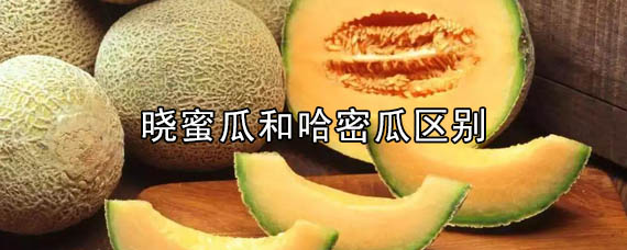 晓蜜瓜和哈密瓜的区别是什么