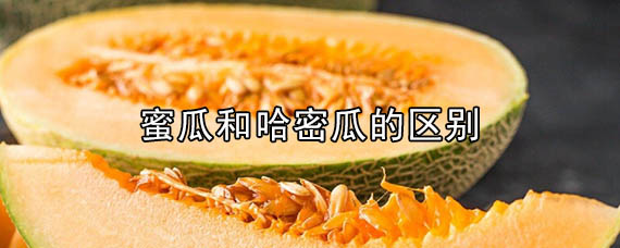蜜瓜和哈密瓜的区别