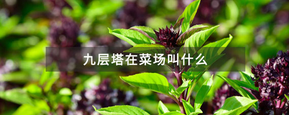 九层塔在菜场叫什么啊