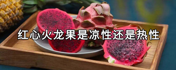 红心火龙果是凉性还是热性